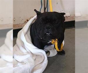 Bulldog Dogs for adoption in Camarillo, CA, USA