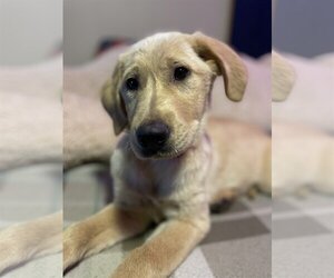 Golden Labrador Dogs for adoption in Columbus, IN, USA