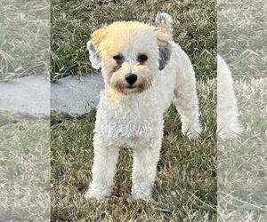 Poodle (Miniature)-Unknown Mix Dogs for adoption in Pacolet, SC, USA