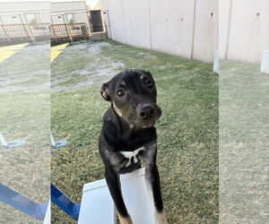 American Pit Bull Terrier-Unknown Mix Dogs for adoption in Rowlett, TX, USA