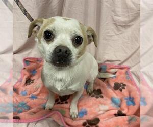 Chihuahua-Unknown Mix Dogs for adoption in Modesto, CA, USA