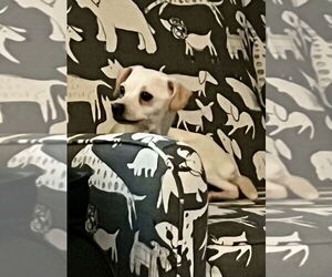 Chihuahua-Unknown Mix Dogs for adoption in Alexandria, KY, USA