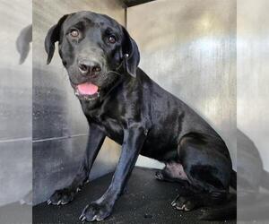 Labrador Retriever-Unknown Mix Dogs for adoption in San Antonio, TX, USA