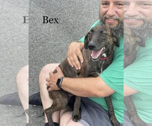 Plott Hound-Pointer Mix Dogs for adoption in Nazareth, PA, USA