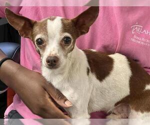 Chihuahua-Unknown Mix Dogs for adoption in Tallahassee, FL, USA