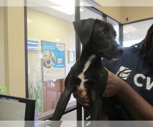 Rat Terrier-Unknown Mix Dogs for adoption in Ocala, FL, USA