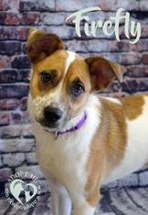 Jack-A-Bee Dogs for adoption in Newport, KY, USA