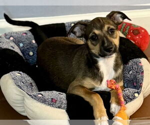 Jack Russell Terrier-Unknown Mix Dogs for adoption in Jefferson, NJ, USA
