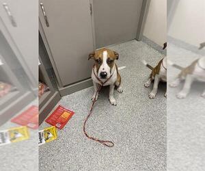 Pointer-Unknown Mix Dogs for adoption in Pasadena, TX, USA