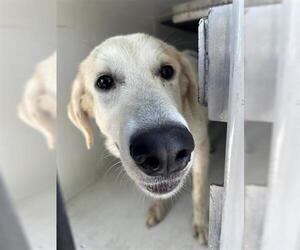 Labrador Retriever-Unknown Mix Dogs for adoption in Houston, TX, USA