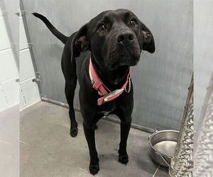 Labrador Retriever Dogs for adoption in Tavares, FL, USA