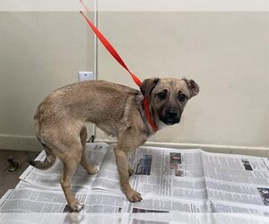 Mutt Dogs for adoption in Pasadena, CA, USA