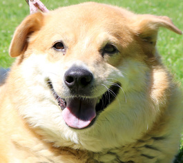 Labrador Retriever Dogs for adoption in Jefferson, WI, USA