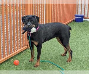 Rottweiler-Unknown Mix Dogs for adoption in Las Vegas, NV, USA