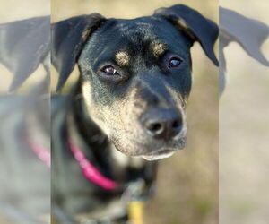 Mutt Dogs for adoption in West Cornwall, CT, USA