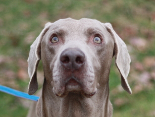 Weimaraner Dogs for adoption in Cookeville, TN, USA