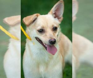 Chi-Corgi Dogs for adoption in Fredericksburg, VA, USA