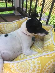 Jack-Rat Terrier Dogs for adoption in Westwood, NJ, USA