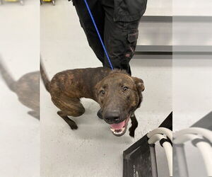 Dutch Shepherd -Unknown Mix Dogs for adoption in Waco, TX, USA