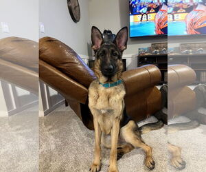 German Shepherd Dog Dogs for adoption in La Grange , NC, USA