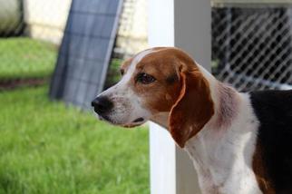 Medium Photo #2 Beagle Puppy For Sale in Albany, GA, USA
