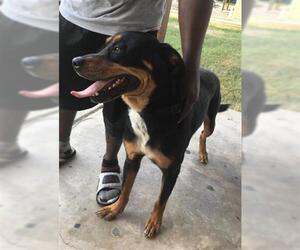 Labrottie Dogs for adoption in San Antonio, TX, USA