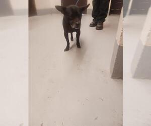 Chihuahua Dogs for adoption in Corpus Christi, TX, USA