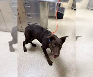 Australian Kelpie Dogs for adoption in Riverside, CA, USA