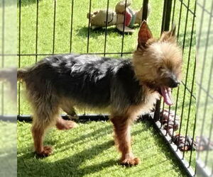 Mutt Dogs for adoption in Spring, TX, USA