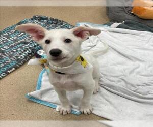 German Shepherd Dog-Unknown Mix Dogs for adoption in Plano, TX, USA