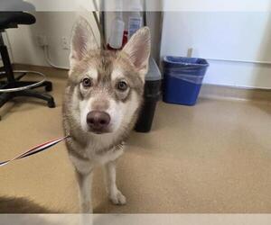 Siberian Husky Dogs for adoption in San Clemente, CA, USA