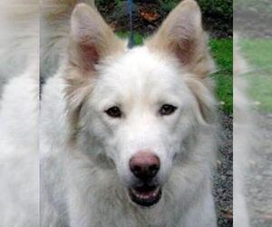 Collie-German Shepherd Dog Mix Dogs for adoption in Longview, WA, USA