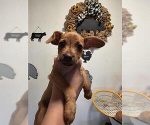 Chihuahua-Unknown Mix Dogs for adoption in Bakersfield, CA, USA