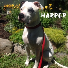 Bullypit Dogs for adoption in Shakopee, MN, USA