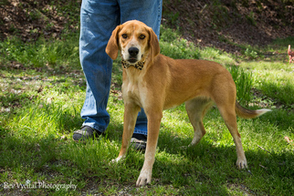 Medium Photo #1 Labrador Retriever-Unknown Mix Puppy For Sale in Grafton, WI, USA