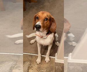 Treeing Walker Coonhound Dogs for adoption in Battle Ground, WA, USA