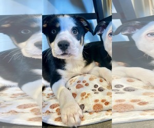 Labsky Dogs for adoption in Mechanicsburg, PA, USA