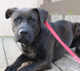 Mastador Dogs for adoption in Canton, CT, USA