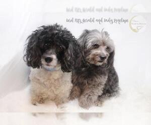 Havanese Dogs for adoption in Benton, LA, USA