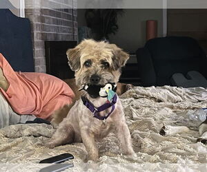 Schweenie Dogs for adoption in Holly Springs, NC, USA