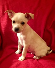 Small Chihuahua-Labrador Retriever Mix