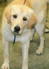 Golden Pyrenees Dogs for adoption in Woodside, NY, USA