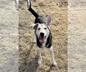 Huskies -Unknown Mix Dogs for adoption in Jefferson, NJ, USA