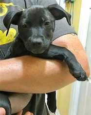 Dachshund Dogs for adoption in Boston, MA, USA