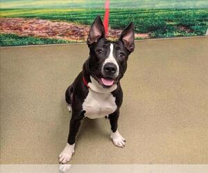 American Pit Bull Terrier-Unknown Mix Dogs for adoption in Moreno Valley, CA, USA
