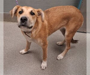German Shepherd Dog-Unknown Mix Dogs for adoption in Las Vegas, NV, USA