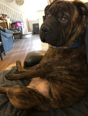 Bullmastiff Dogs for adoption in Chambersburg, PA, USA