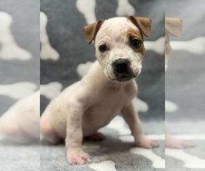 Jack Russell Terrier-Unknown Mix Dogs for adoption in Great Bend, KS, USA