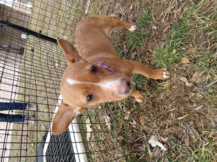 Minnie Jack Dogs for adoption in Waynesboro, PA, USA