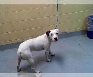 American Pit Bull Terrier-Unknown Mix Dogs for adoption in Tulsa, OK, USA